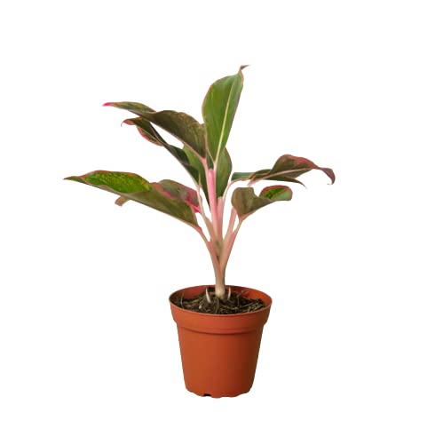 Aglaonemas (Chinese Evergreen)