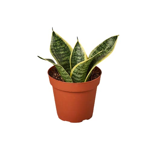 Snake Plants