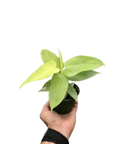 Philodendrons