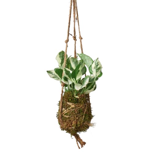 Pothos