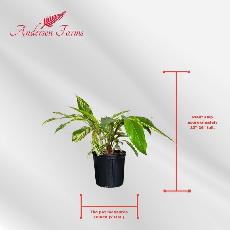 Alpina Varigated Ginger Live Plant, Indoor/Outdoor, 10-inch Grower Pot