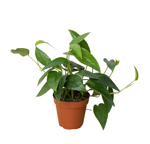 Pothos