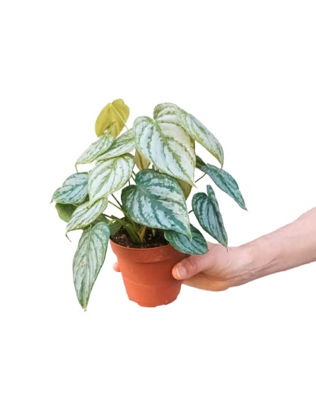 Philodendrons