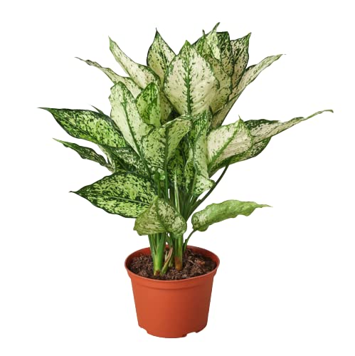Aglaonemas (Chinese Evergreen)