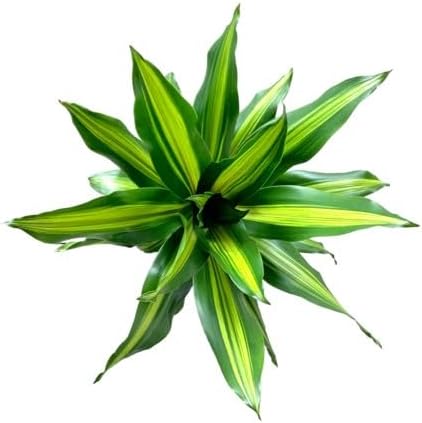 Dracaena Marley Live Plant Indoor/Outdoor in 10 in. Grower Pot, Green