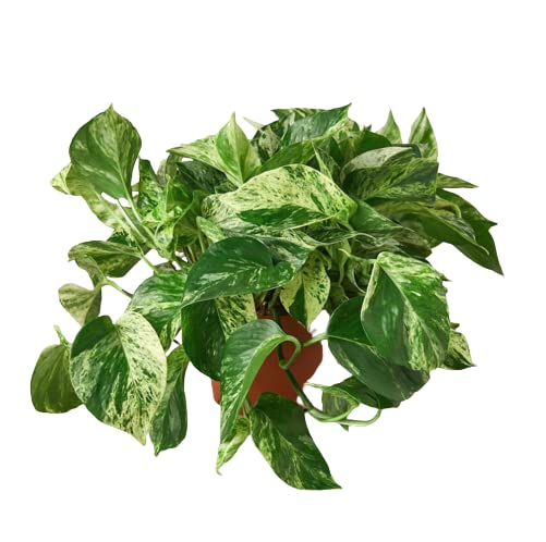 Pothos