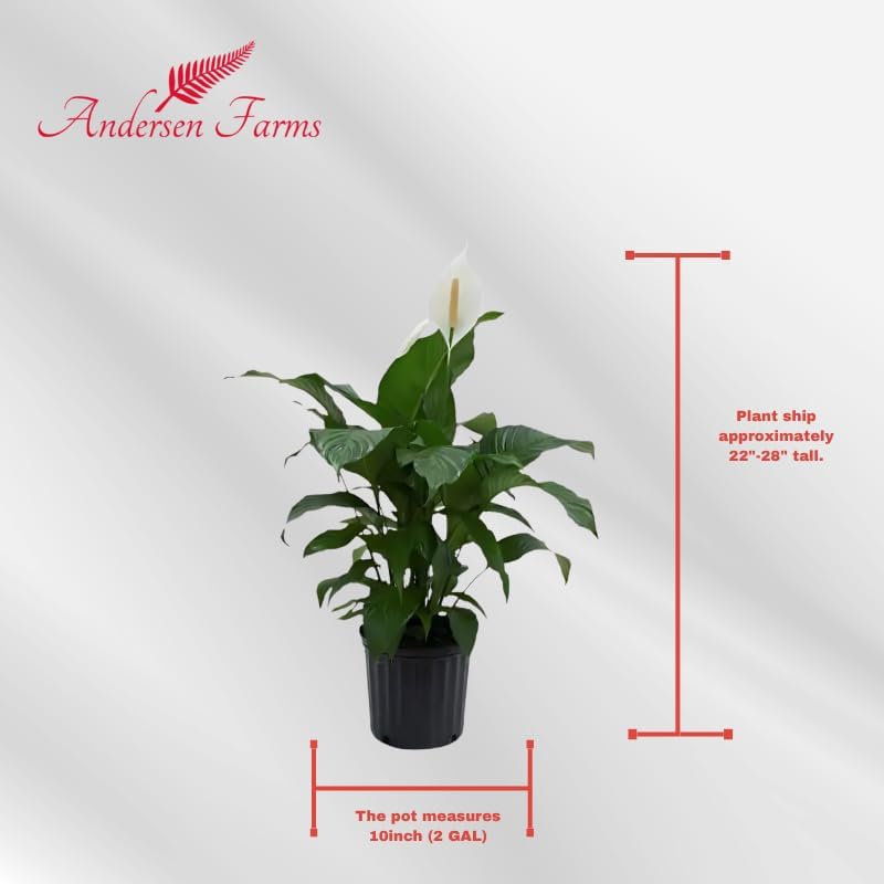 Spathiphyllum Sweet Pablo Plant 'Peace Lily' Live Plant - Indoor/Outdoor in 10-inch Grower Pot