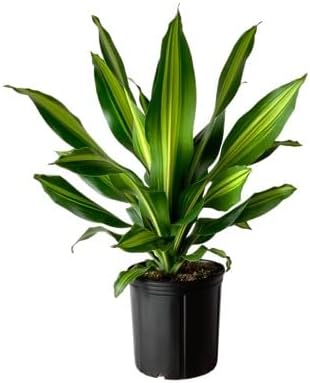 Dracaena Marley Live Plant Indoor/Outdoor in 10 in. Grower Pot, Green