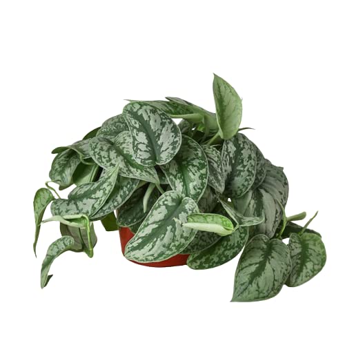 Pothos