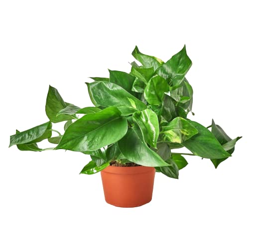 Pothos