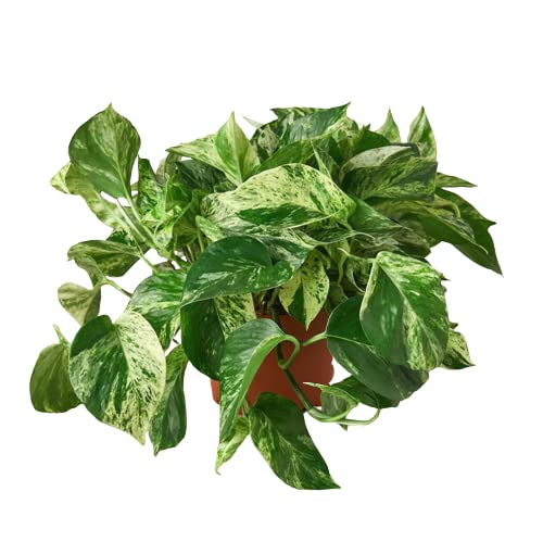 Pothos