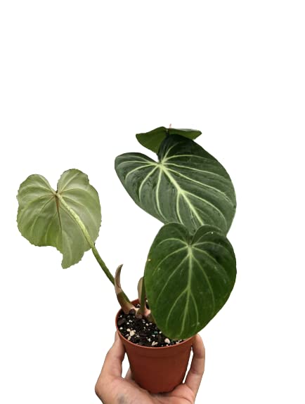 Philodendrons