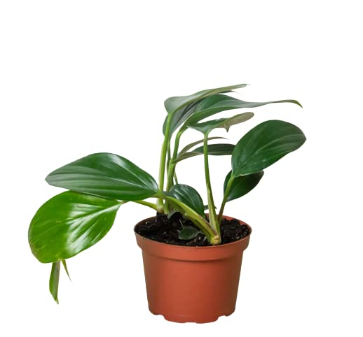 Philodendrons