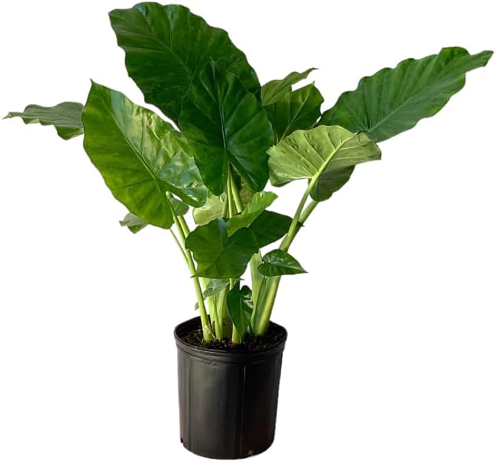 Alocasia California Live Plant Indoor/Outdoor in 10 in Grower Pot, Green