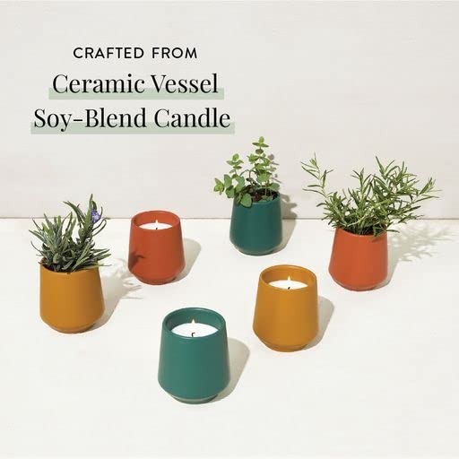 Modern Sprout Rooted Candle - 2 in 1 Scented Soy Candle with Seeds