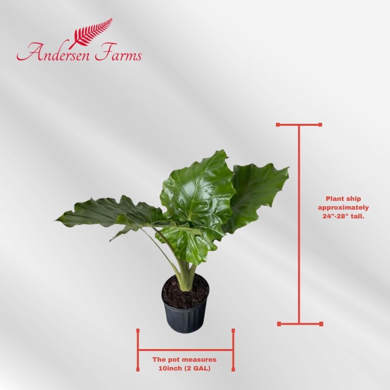 Alocasia Portora 'Elephant Ear' Live Plant, 10in Grower Pot, Indoor/Outdoor