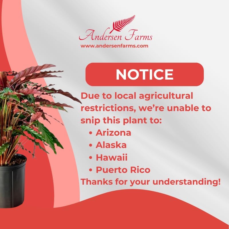 Calathea Rufibarba Live Plant Indoor/Outdoor in 10 in Grower Pot, Green, Purple