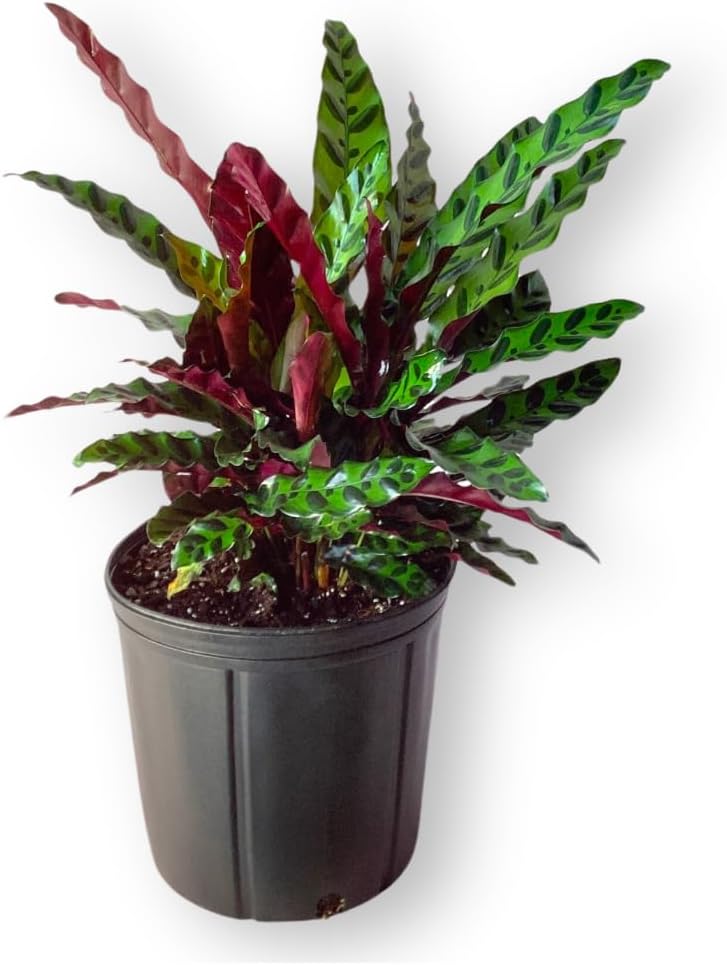 Calathea Lancifolia Live Plant Indoor/Outdoor in 10 in Grower Pot, Green, White