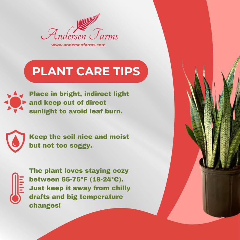 Sansevieria Zeylanica Live Plant Indoor/Outdoor in 10 in Grower Pot