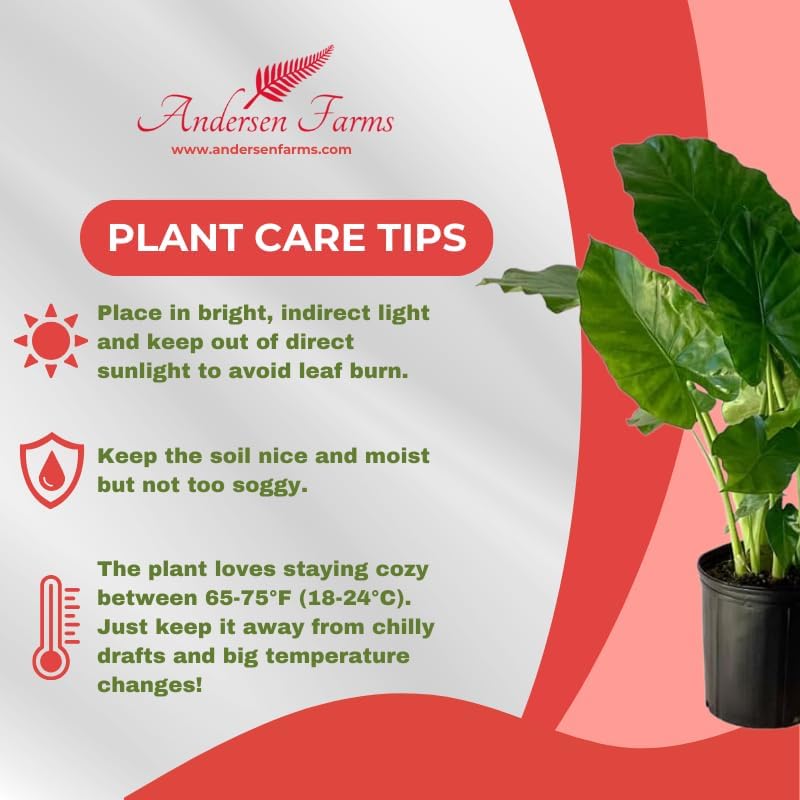 Alocasia California Live Plant Indoor/Outdoor in 10 in Grower Pot, Green