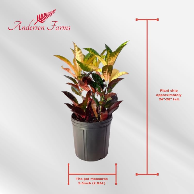 Croton Petra โ Live Tropical Plant in 10-Inch Grower Pot | Indoor & Outdoor Use