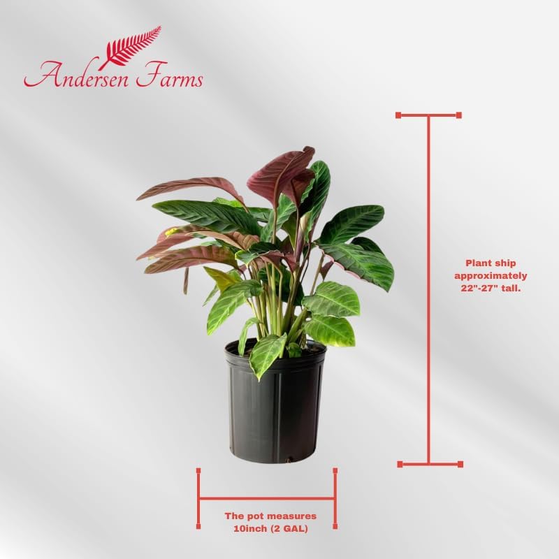 Calathea Warscewiczii Live Plant Indoor/Outdoor in 10 in Grower Pot, Green, White