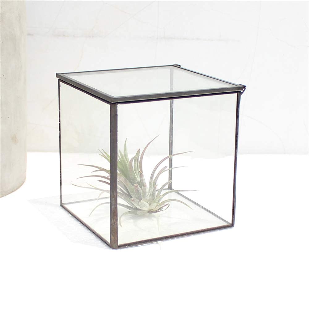 Glass Terrarium with Lid