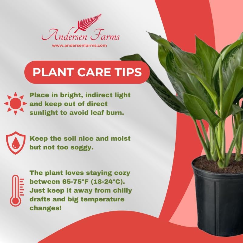 Aglaonema Silver Bay Live Plant Indoor/Outdoor in 10 in Grower Pot