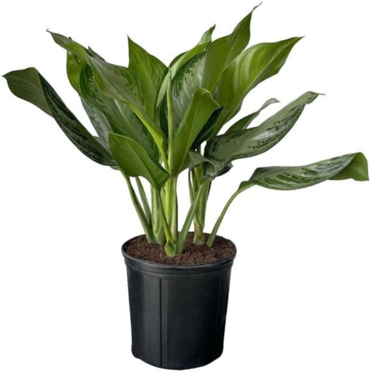 Aglaonema Silver Bay Live Plant Indoor/Outdoor in 10 in Grower Pot