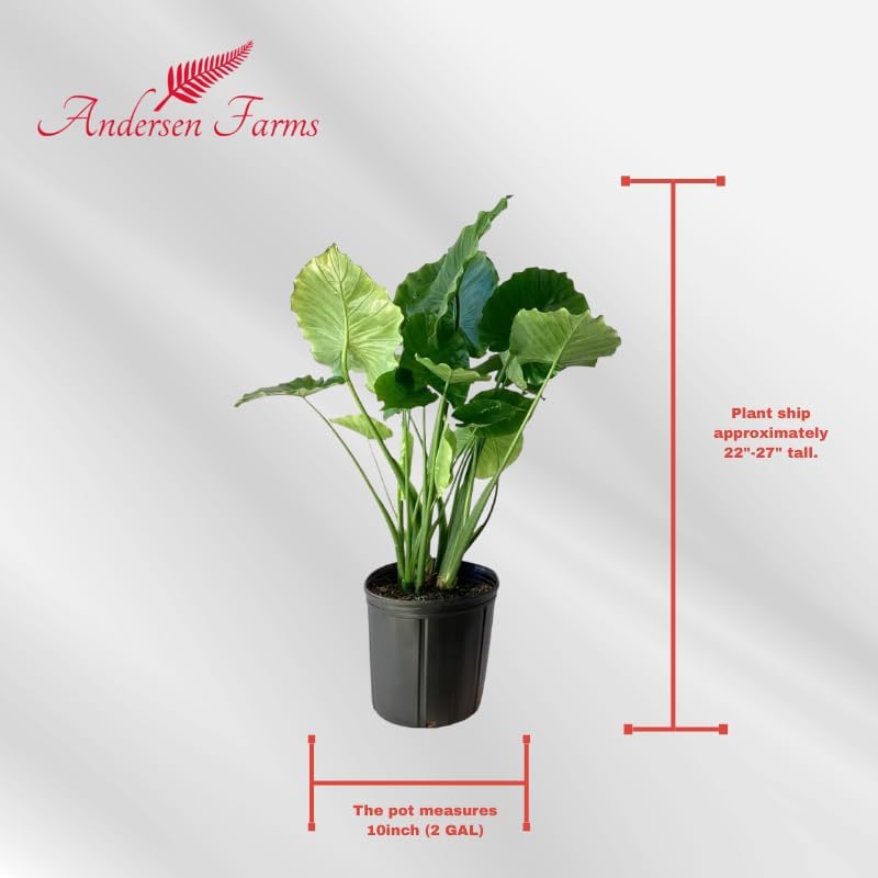 Alocasia Calidora Live Plant Indoor/Outdoor in 10 in Grower Pot, Green
