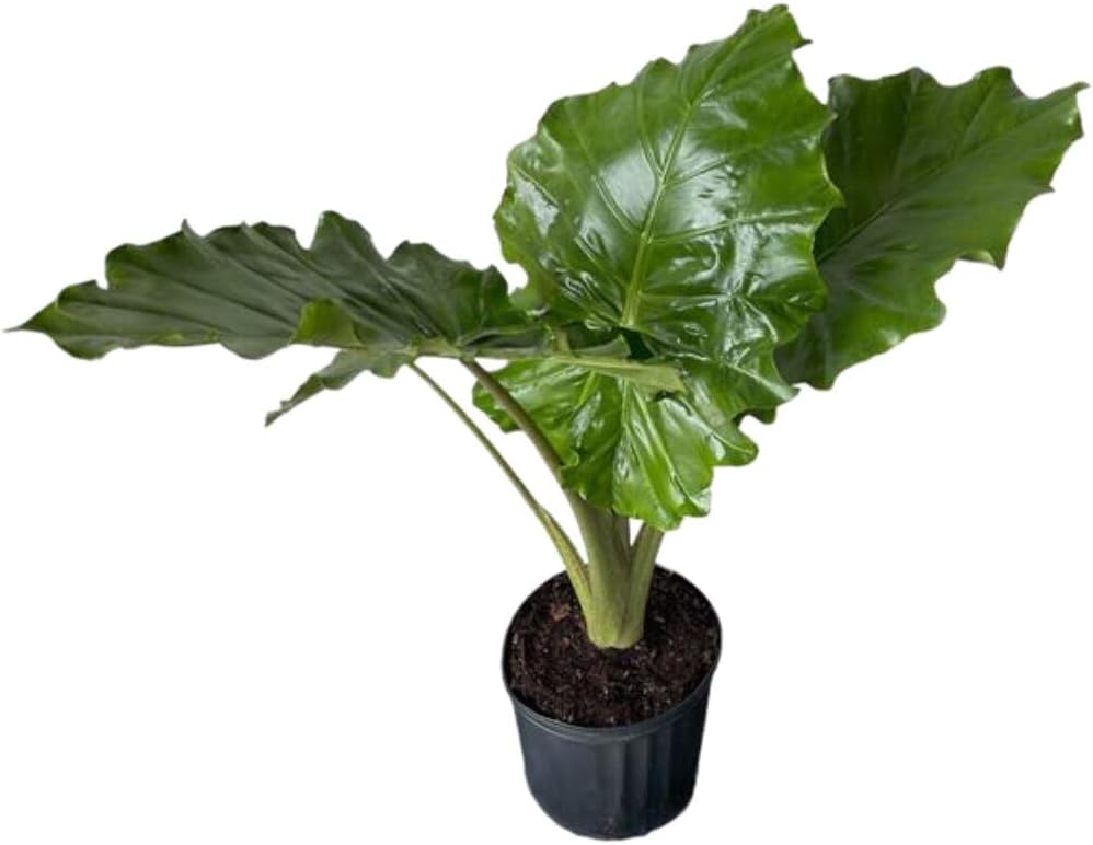 Alocasia Portora 'Elephant Ear' Live Plant, 10in Grower Pot, Indoor/Outdoor