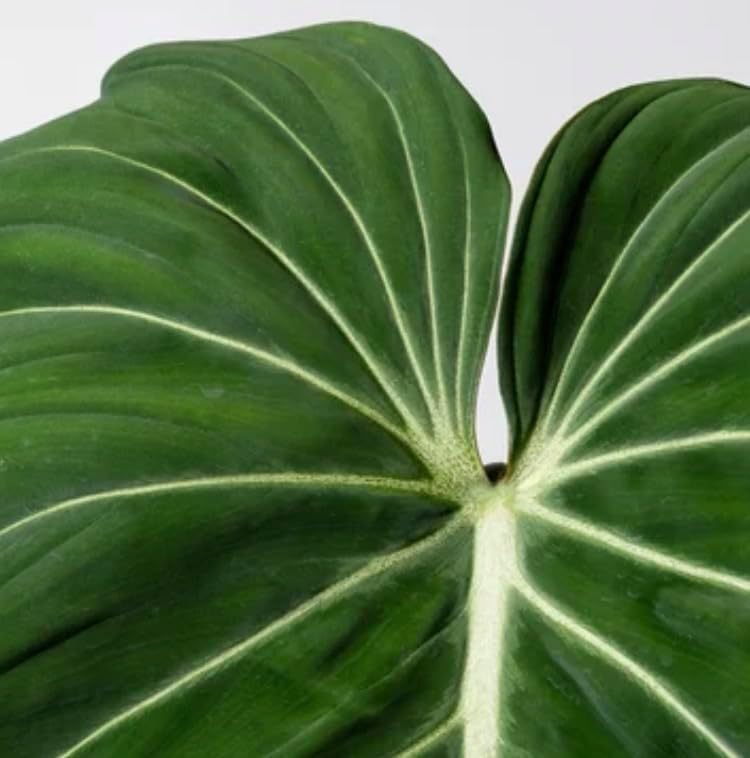 Live Philodendron Gloriosum Exotic Tropical