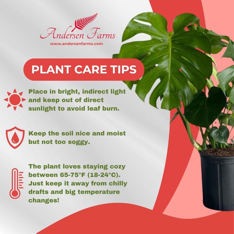 Philodendron Monstera Live Plant Indoor/Outdoor in 10 in Grower Pot