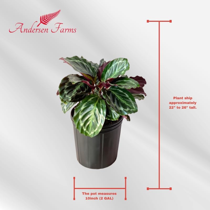 Calathea Medallion Live Plant Indoor/Outdoor in 10 in Grower Pot, Green, Rose