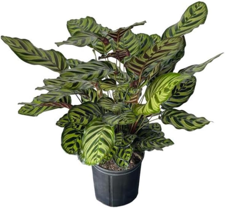 Calathea Makoyana Live Plant Indoor/Outdoor in 10 in Grower Pot
