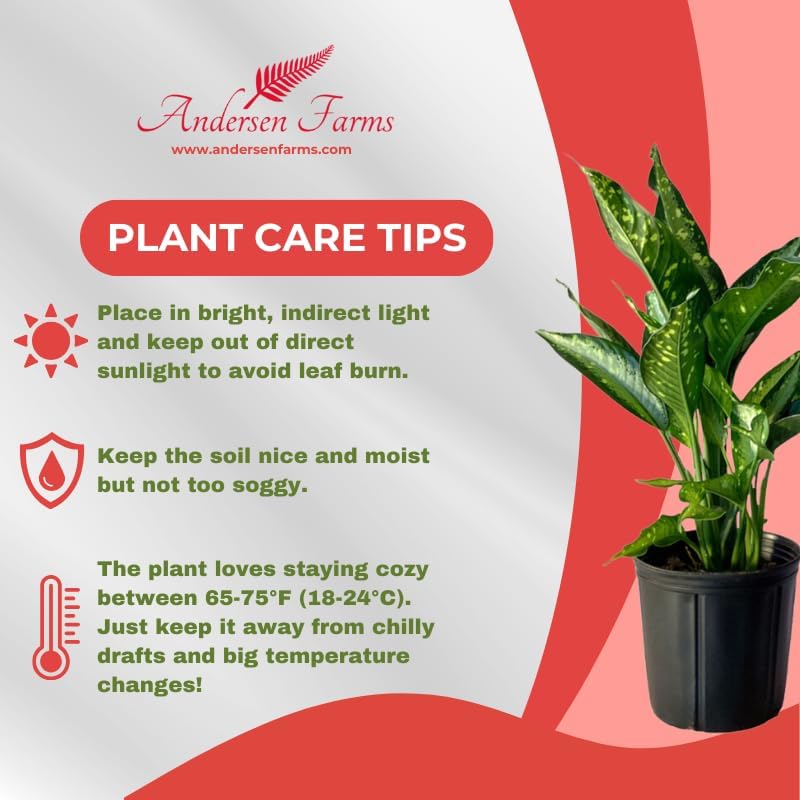Dieffenbachia Panther Live Plant Indoor/Outdoor in 10 in Grower Pot, Green, White