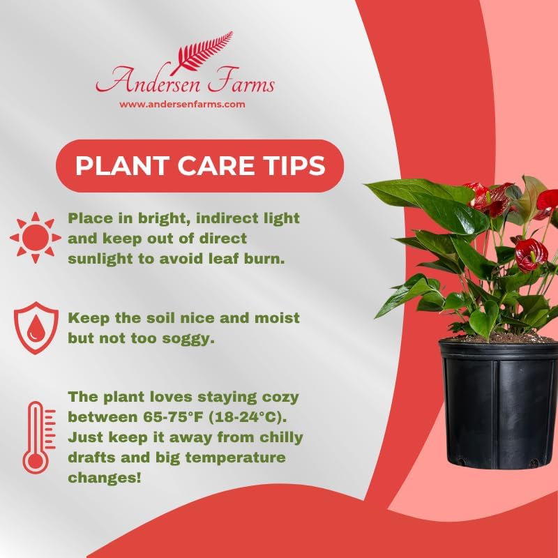 Anthurium Melanie Red Live Plant, Indoor/Outdoor, 10-inch Grower Pot, 28 inches Tall