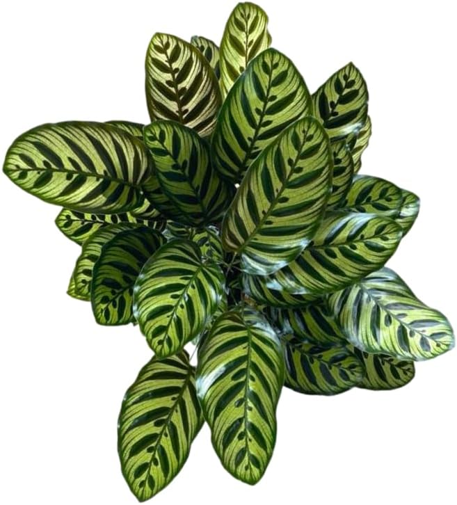 Calathea Makoyana Live Plant Indoor/Outdoor in 10 in Grower Pot