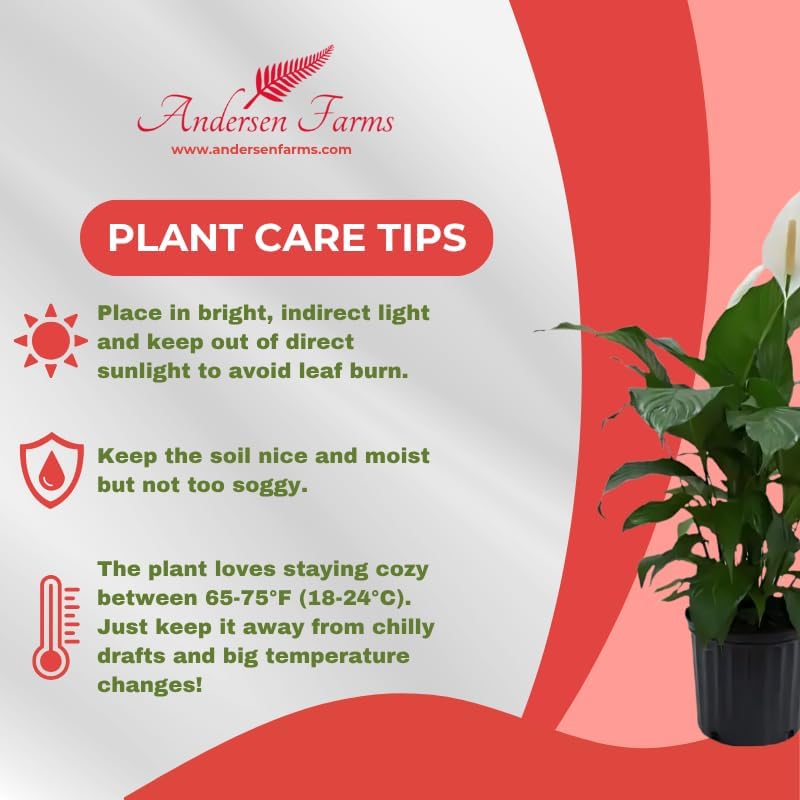 Spathiphyllum Sweet Pablo Plant 'Peace Lily' Live Plant - Indoor/Outdoor in 10-inch Grower Pot