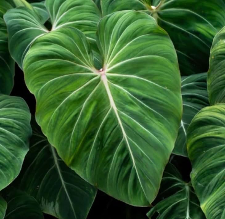 Live Philodendron Gloriosum Exotic Tropical