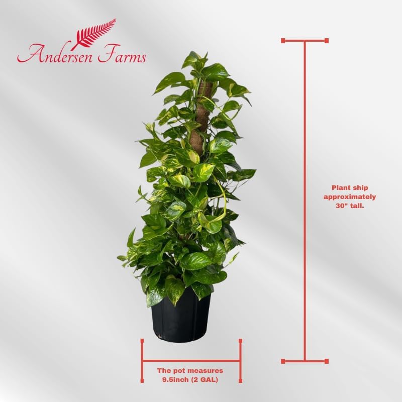 Golden Pothos Totem Live Plant - 10-inch Grower Pot, Indoor/Outdoor