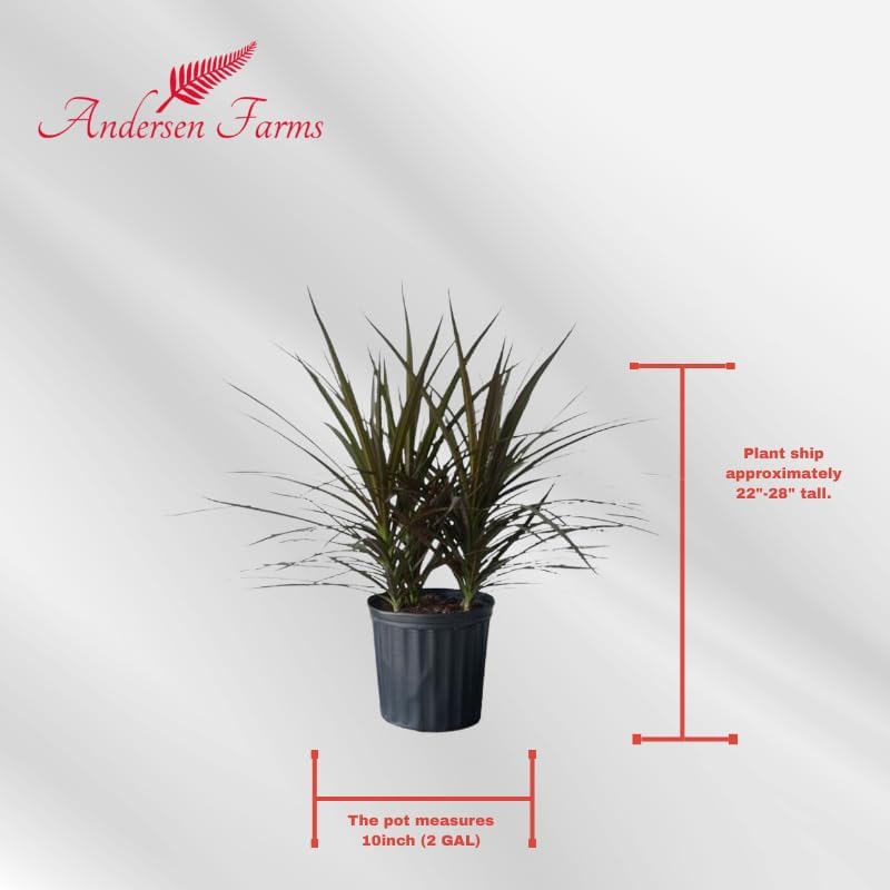 Dracaena Marginata Magenta Live Indoor/Outdoor Plant in 10 in Grower Pot