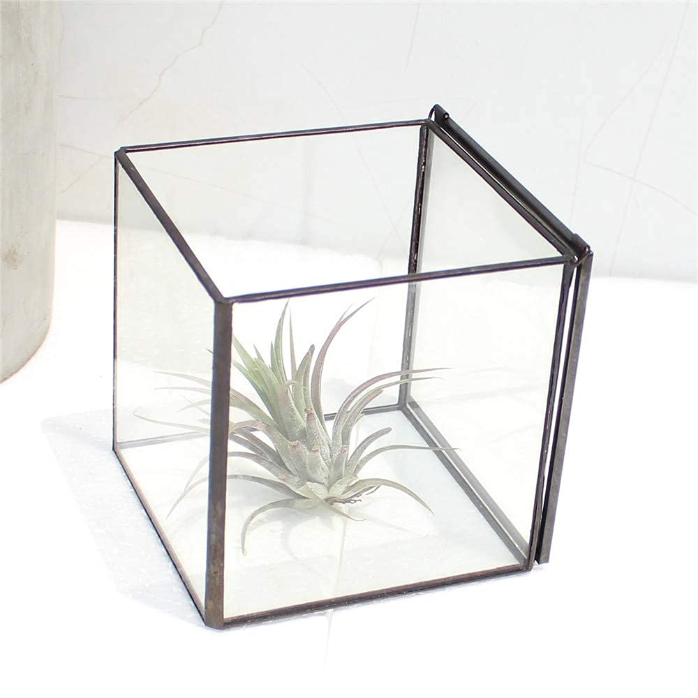 Glass Terrarium with Lid