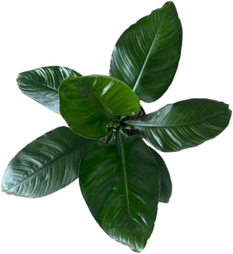 Spathiphyllum Sensation 'Peace Lily' Live Plant, Indoor/Outdoor, 10 in Grower Pot