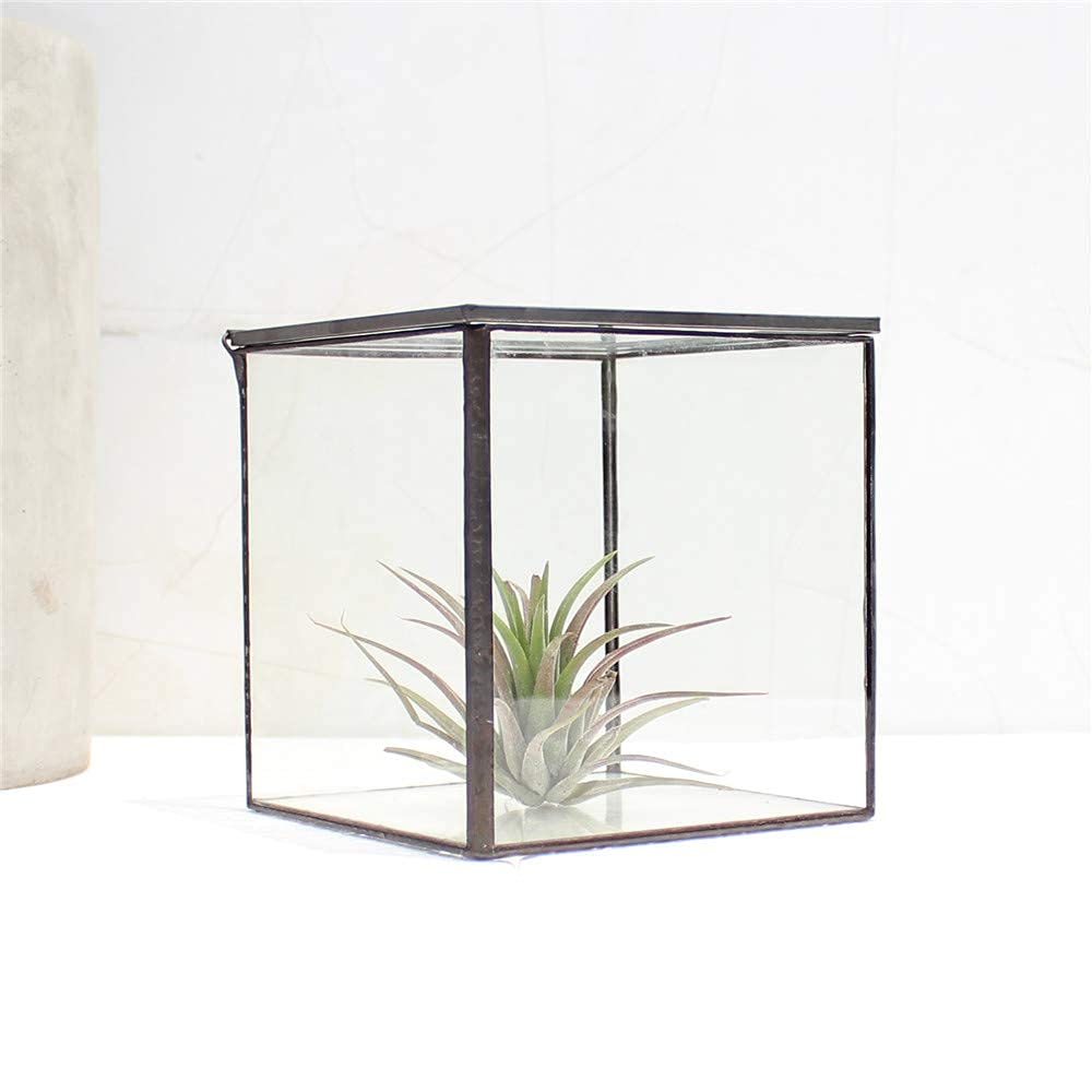 Glass Terrarium with Lid