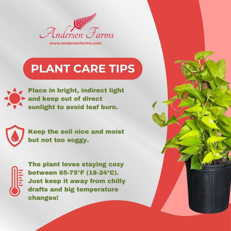 Neon Pothos Totem Live Plant, Indoor/Outdoor, 10-inch Grower Pot