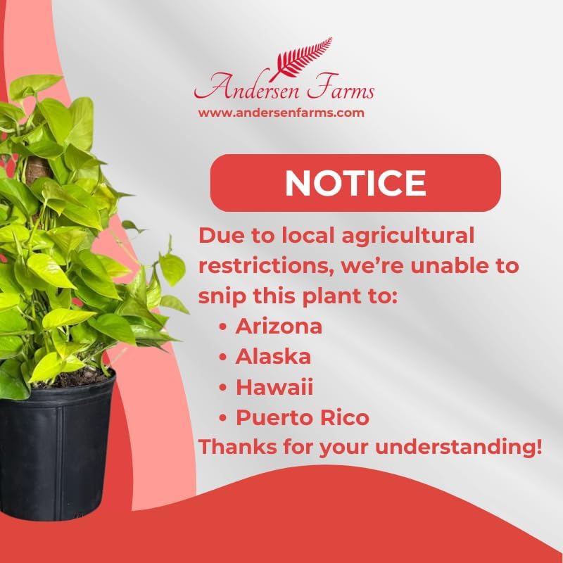 Neon Pothos Totem Live Plant, Indoor/Outdoor, 10-inch Grower Pot