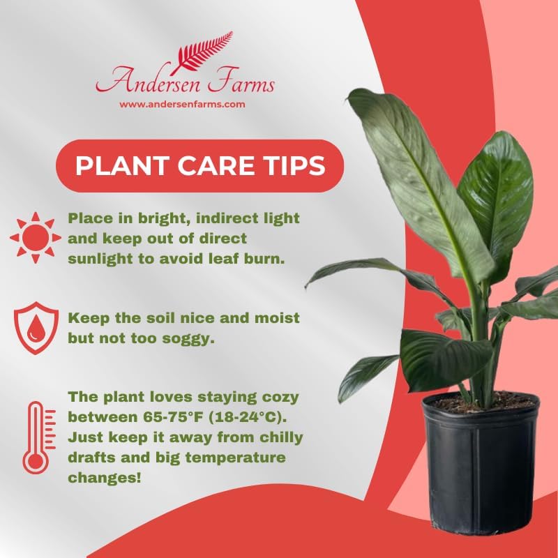 Spathiphyllum Sensation 'Peace Lily' Live Plant, Indoor/Outdoor, 10 in Grower Pot