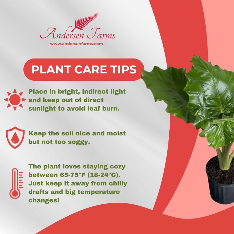 Alocasia Portora 'Elephant Ear' Live Plant, 10in Grower Pot, Indoor/Outdoor