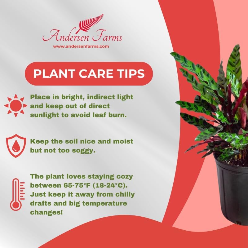 Calathea Lancifolia Live Plant Indoor/Outdoor in 10 in Grower Pot, Green, White